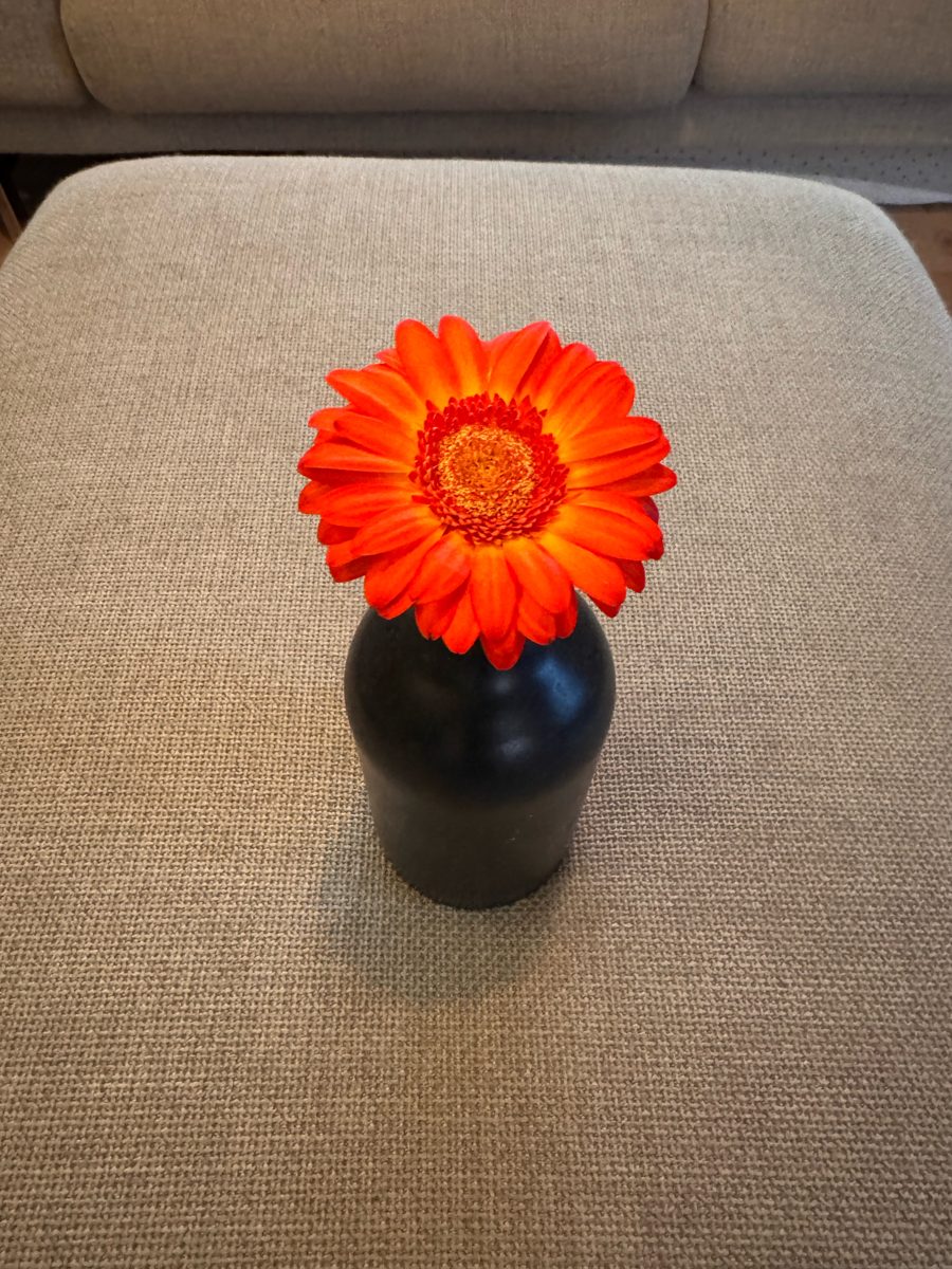Oranje gerbera in een zwarte vaas